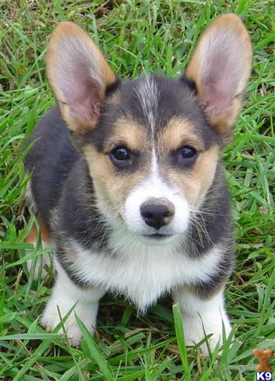 Pembroke Welsh Corgi Puppies for Sale